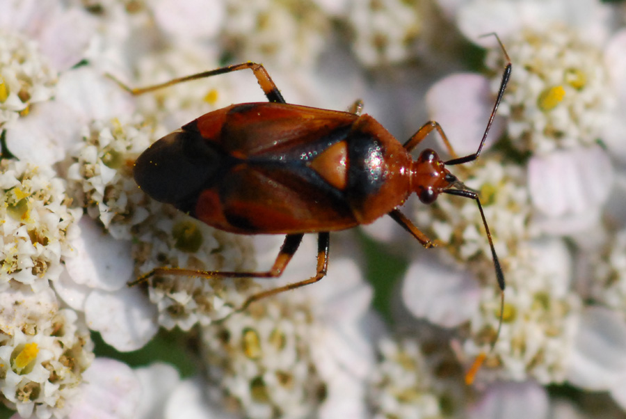 Miridae: Deraeocoris ruber dell''appennino modenese